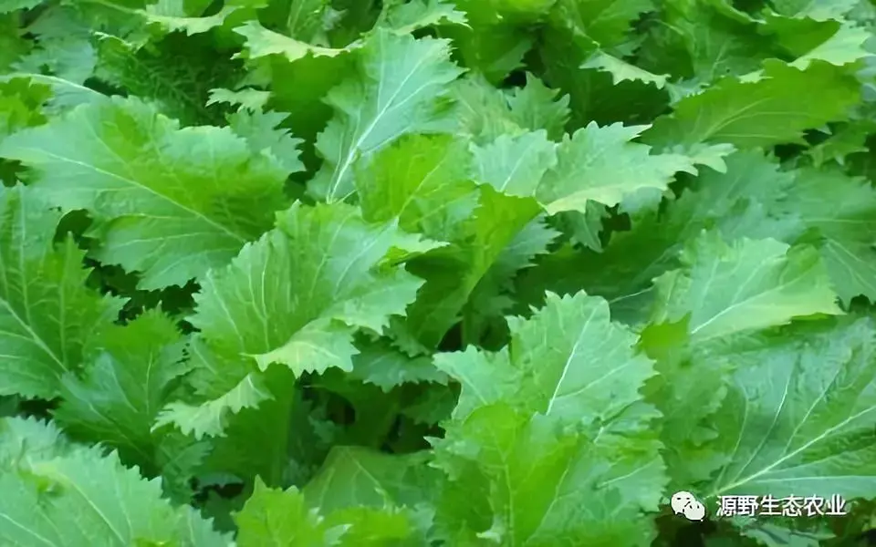 芥菜居然有七种第七个还是国家地理标志