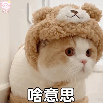 布偶猫咪豆包拿铁表情包丨穿衣服的兔子猫表情包