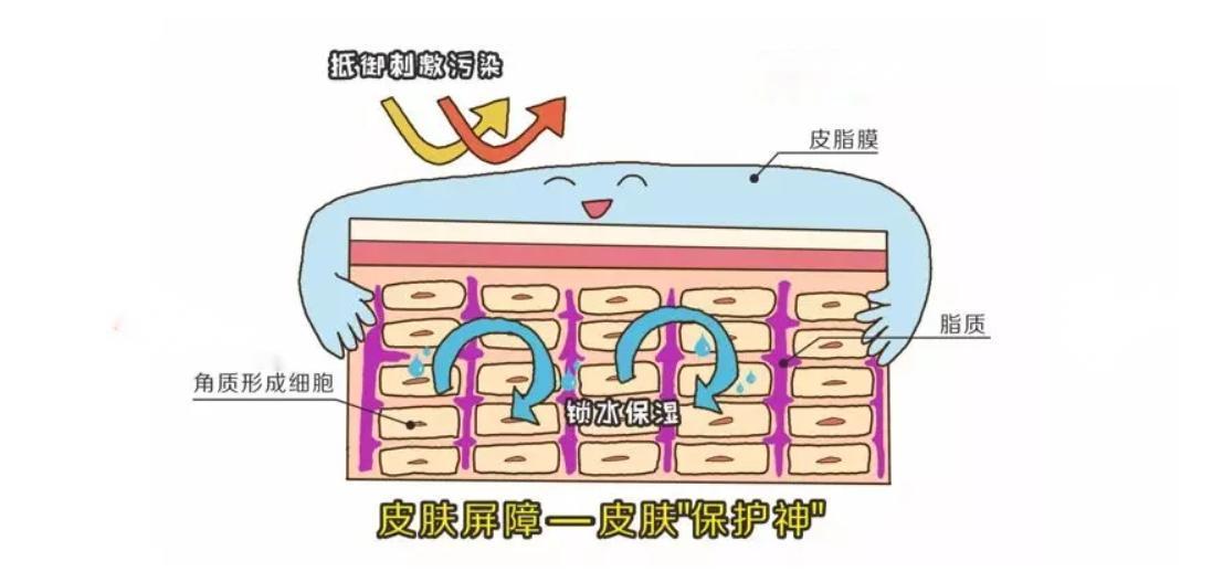 保护好皮肤屏障，科学护肤~ - 知乎