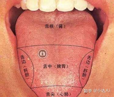 中医舌诊入门必学-教你简单学习中医舌诊 - 知乎