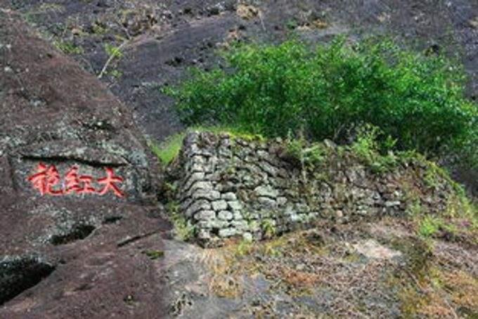 纯种大红袍到底是什么品种?奇丹还是北斗? - 知乎
