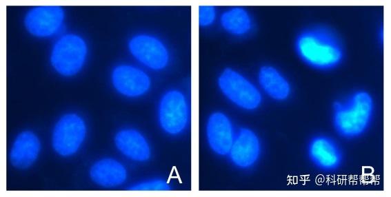 细胞凋亡检测方法 - 知乎