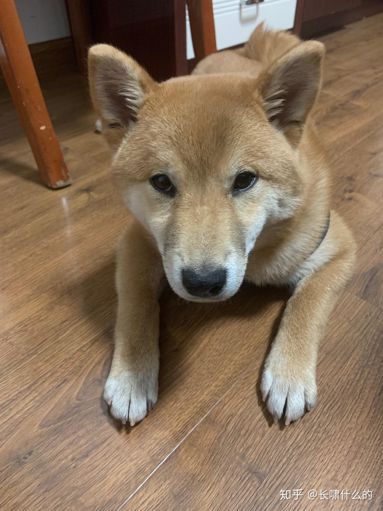 那些被质疑是土狗的柴犬现在逆袭了吗