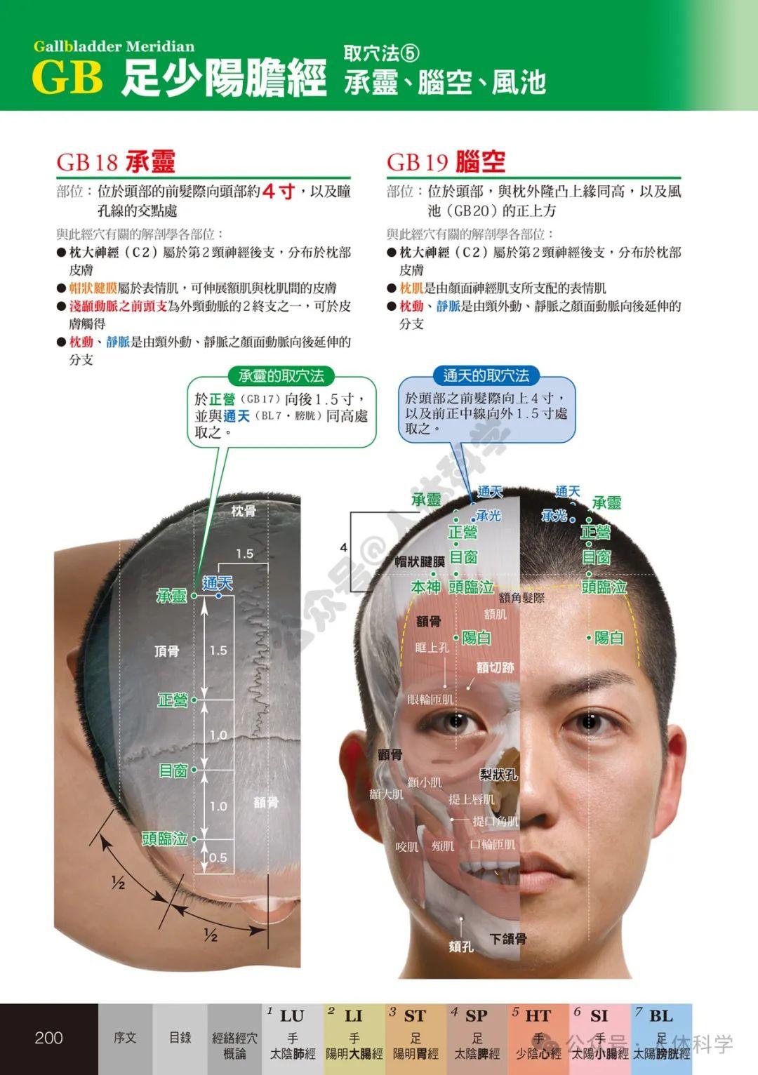 【经穴科学】中医解剖学全身穴位高清图示④ - 知乎