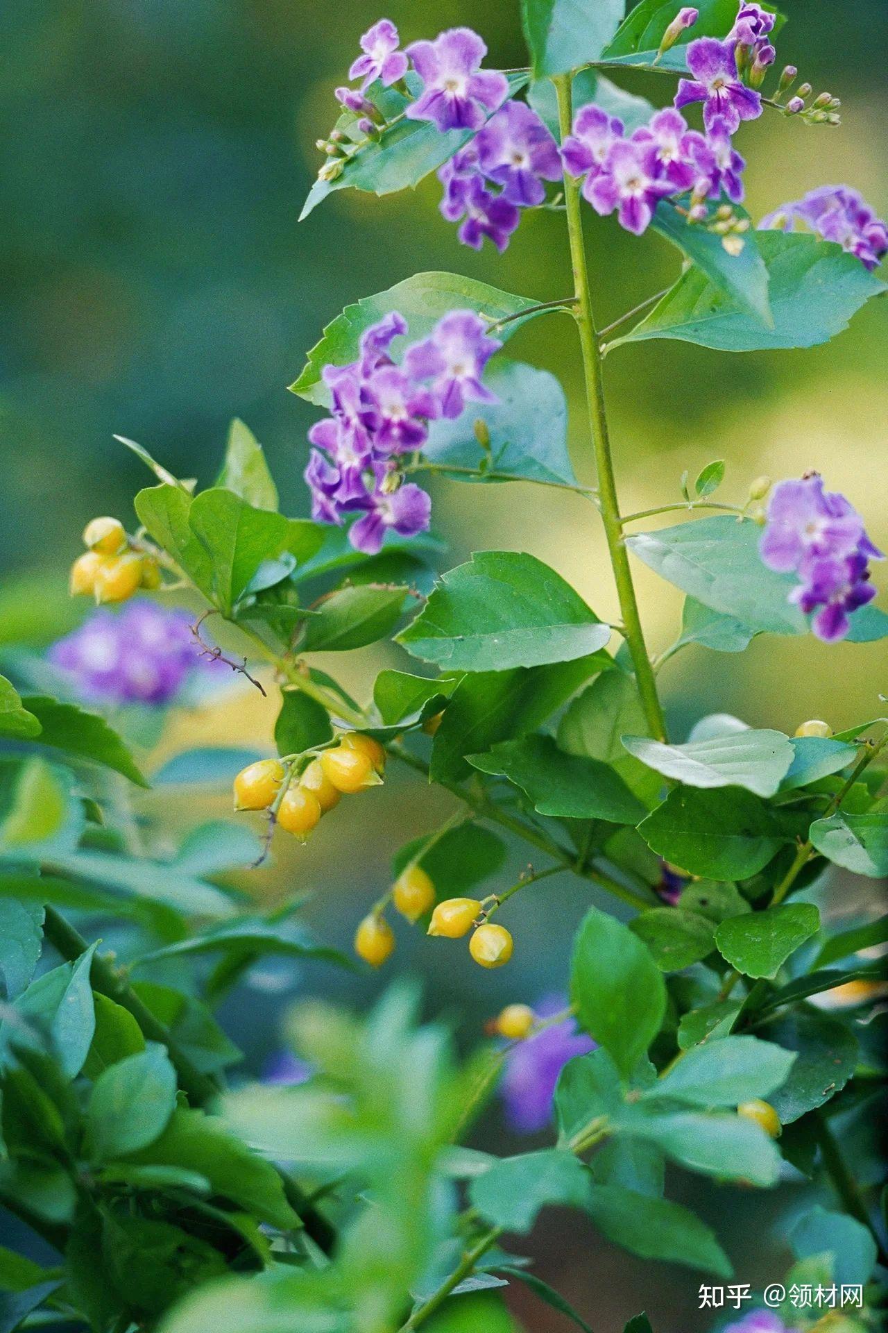 耐高温,耐晒的6种观赏花卉,没啥病虫害,容易养开花,适合新手