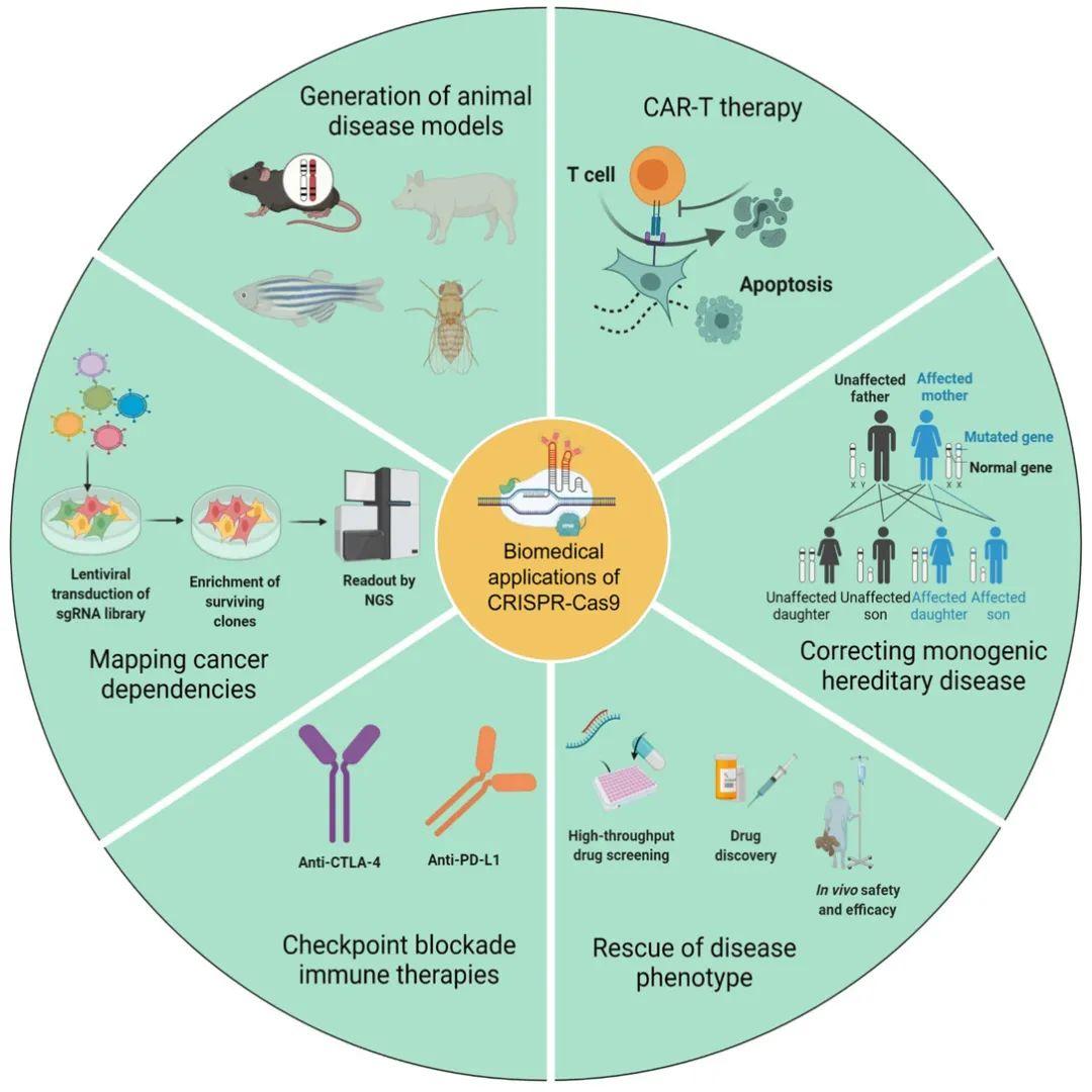 crispr/cas9基因编辑技术在肿瘤中的应用与展望