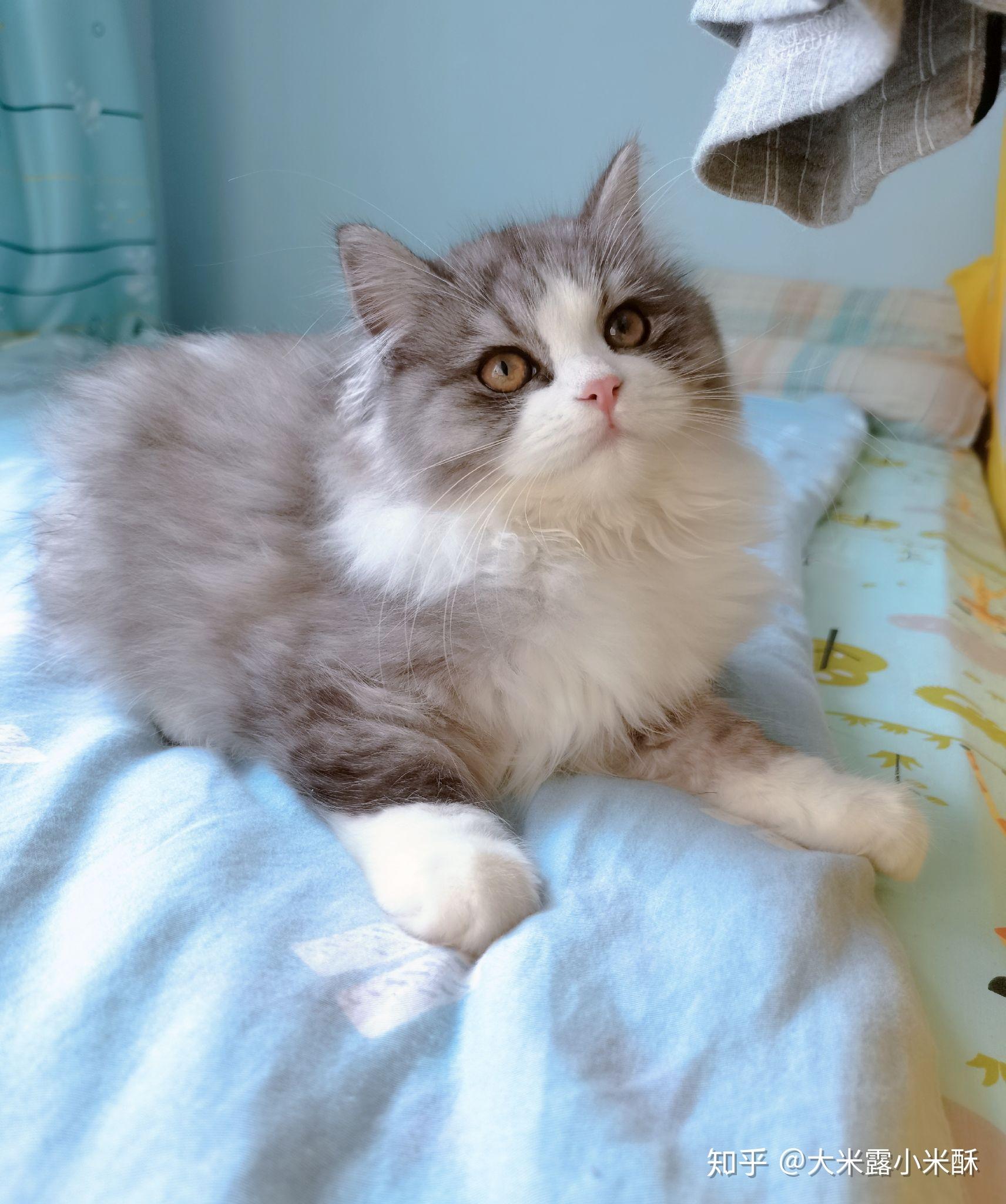 大伙有养英短串布偶的图嘛