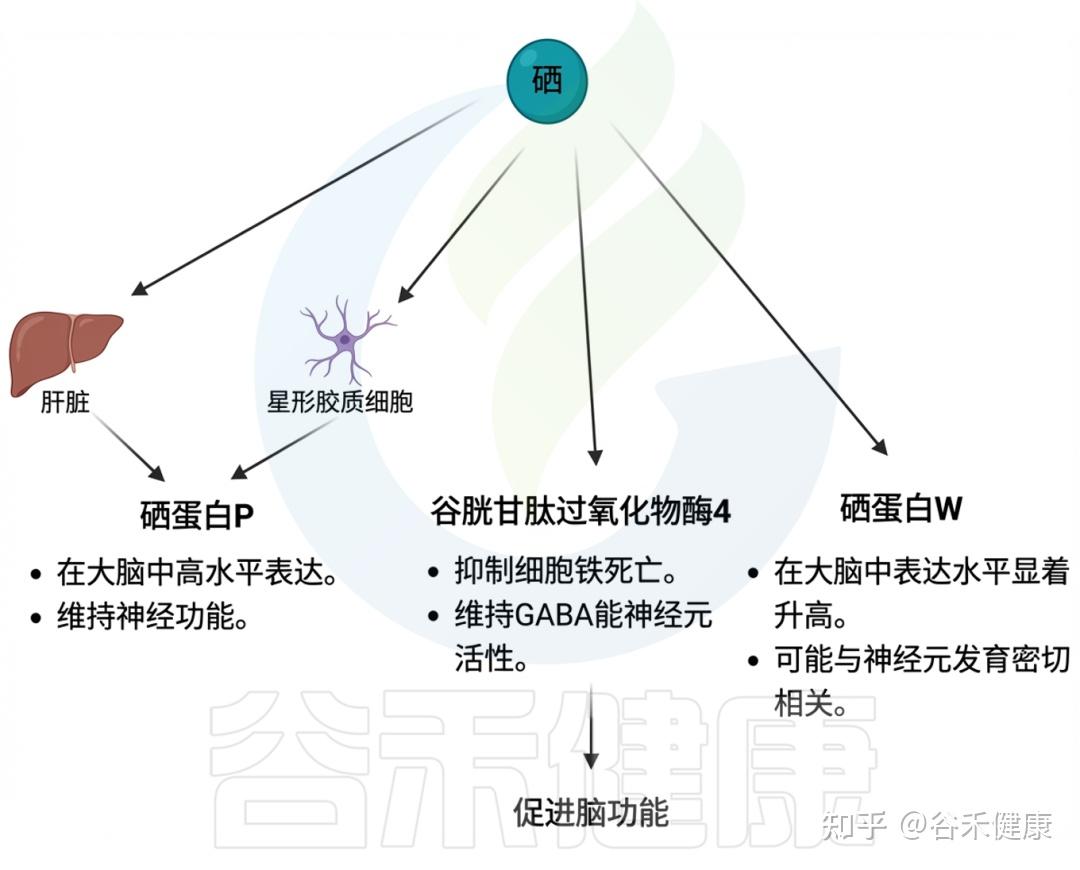 硒的生理功能、缺乏危害,与肠道微生物群的互作及补充策略 - 知乎