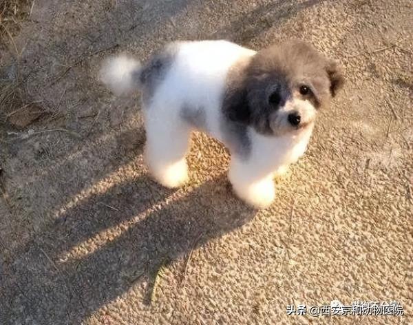 泰迪犬都有哪些颜色? - 知乎