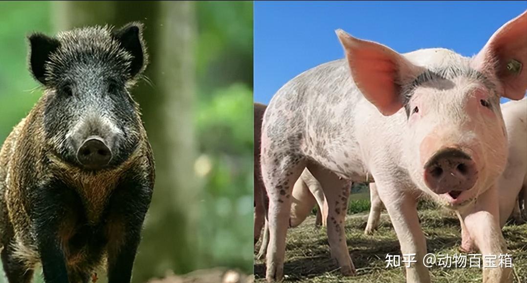 家猪也能变野猪?都说家猪放生后会长獠牙野化,是真的吗? - 知乎