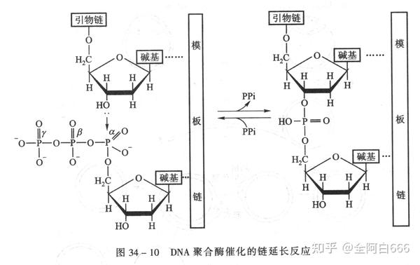 DNA的合成 - 知乎