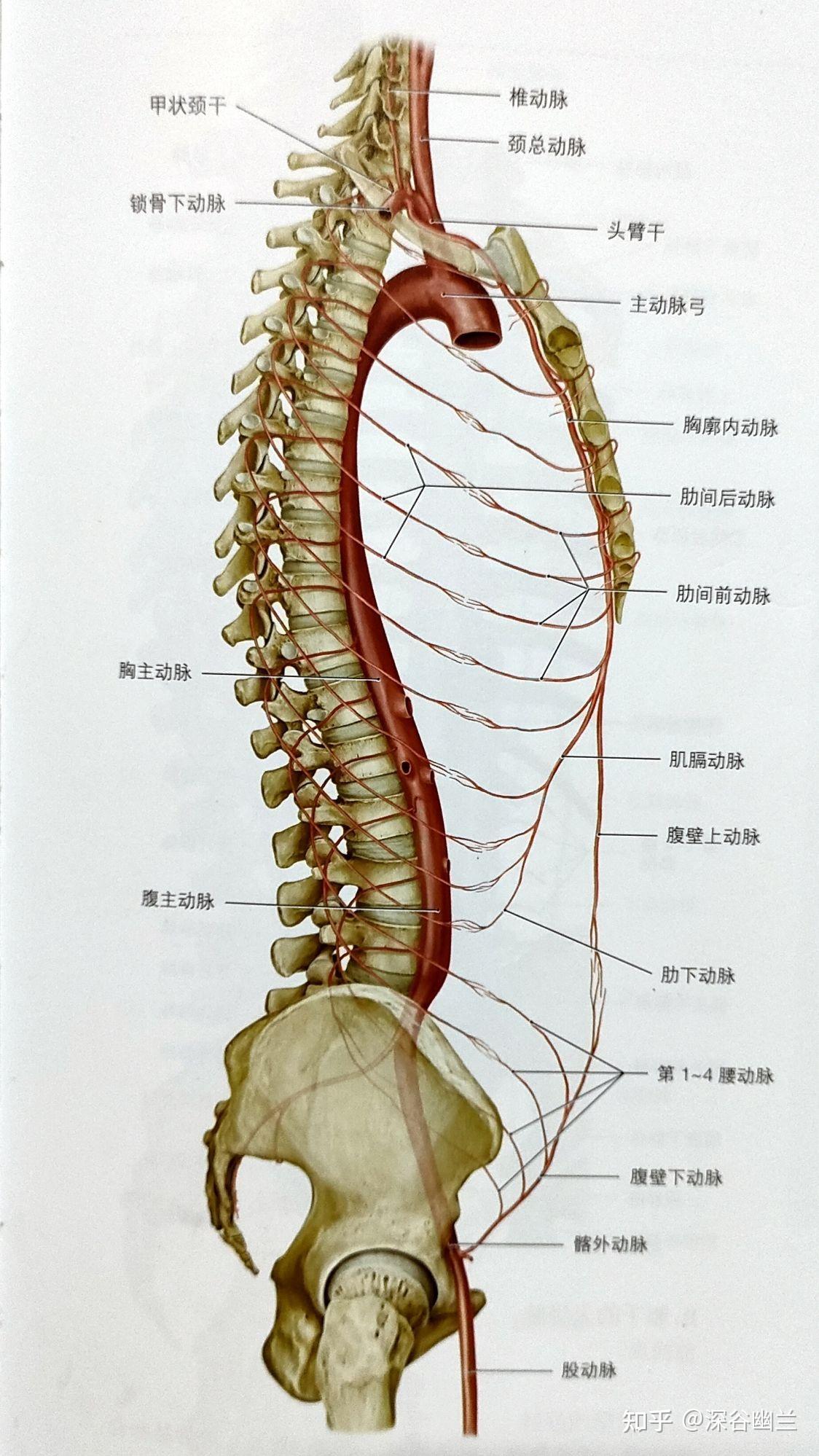 腰动脉位置图图片
