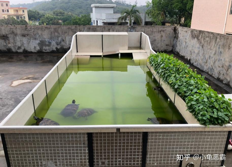 瓷磚池樓頂養龜4.庭院地池養龜賺錢模式養護場地:庭院或一樓露天場所.