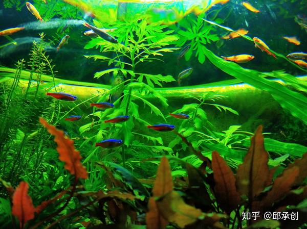 想往鱼缸里种点水草 但是家里鱼缸大了买水草泥或者底砂太贵了 有没有生活中可以替代的物品或其他建议 草缸底砂水草泥太贵了