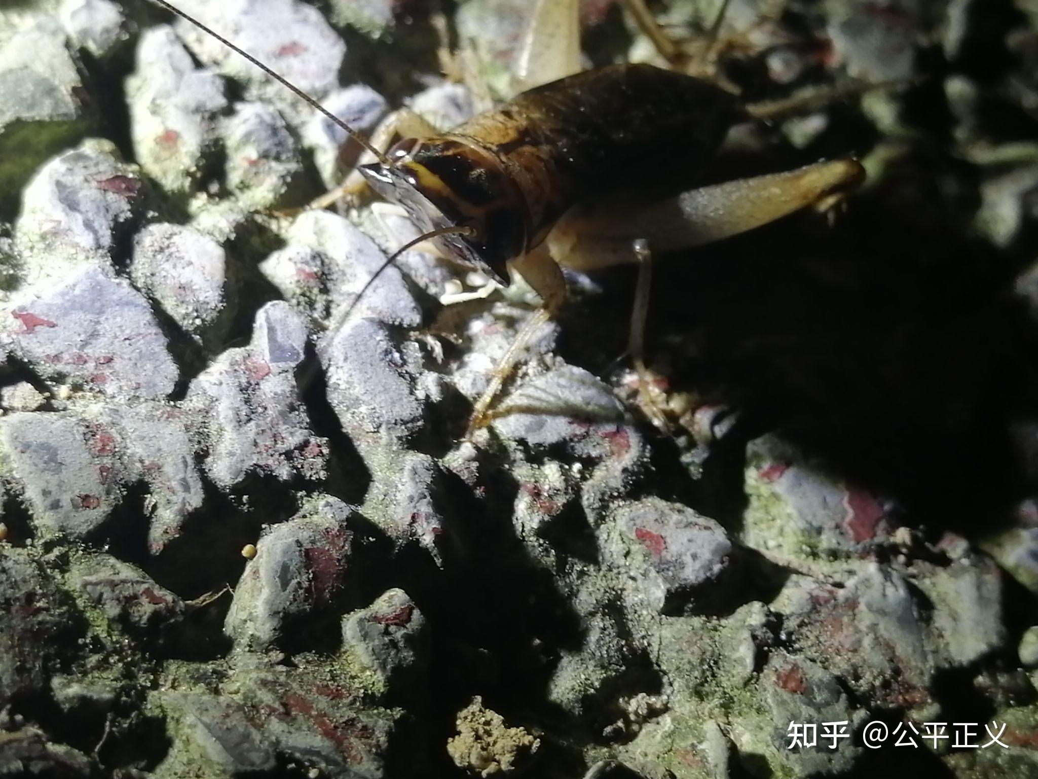 蟋蟀的一种平头蟋蟀斗性差