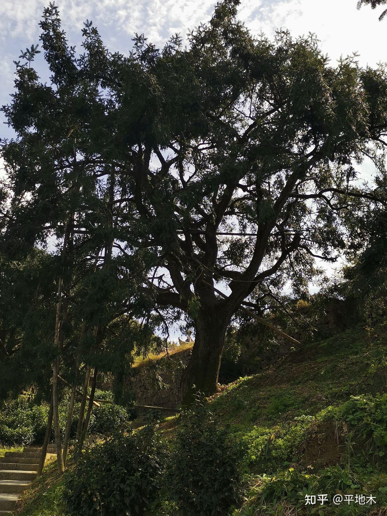 诸暨香榧王树爷种孙吃果子