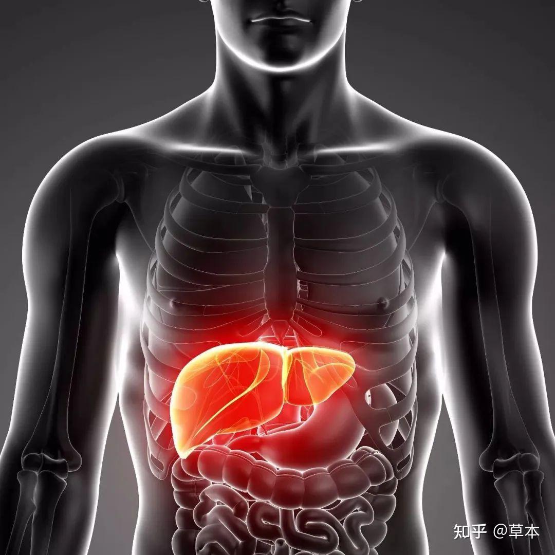 肝脏问题知多少