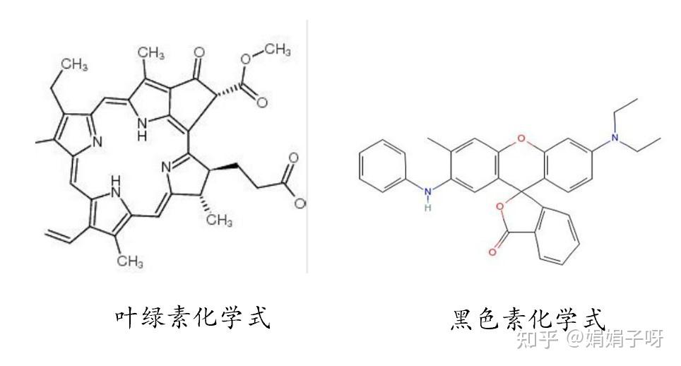颜色的奥秘（色素色与结构色） 知乎