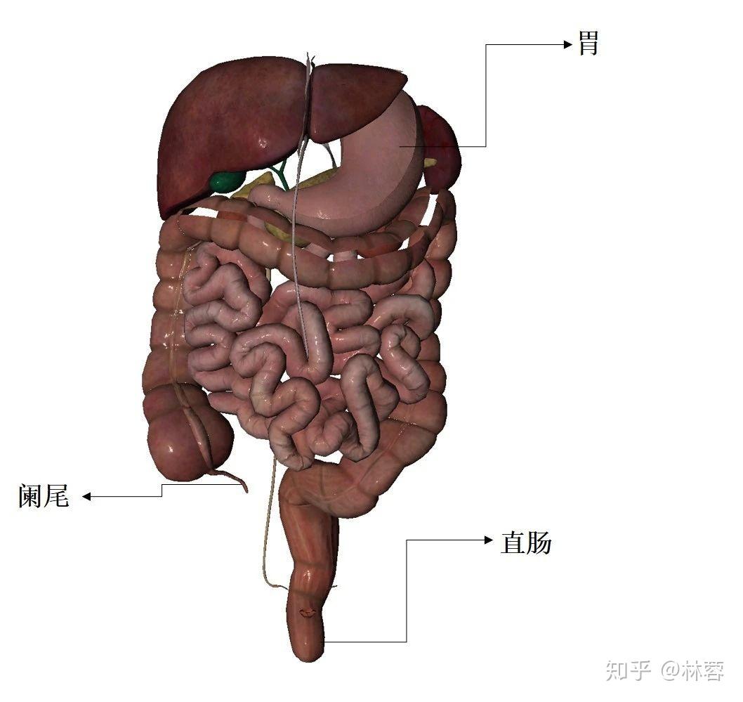 胃彩超檢查臟器包含胃(左邊心臟下方及左側肋骨下方附近)直腸彩超檢查