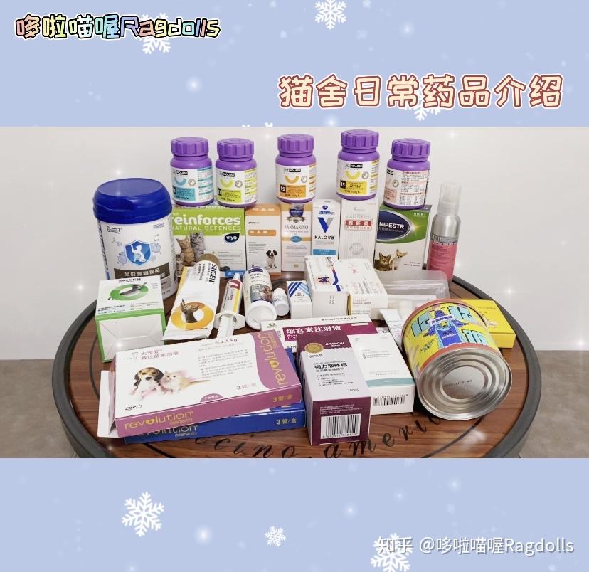 新手养猫到家指南最全养猫攻略