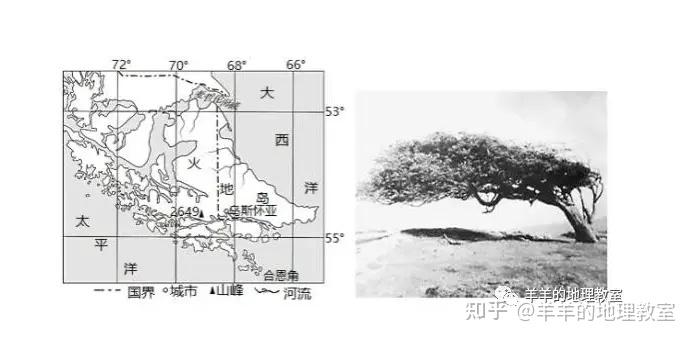 火地岛醉汉树图片