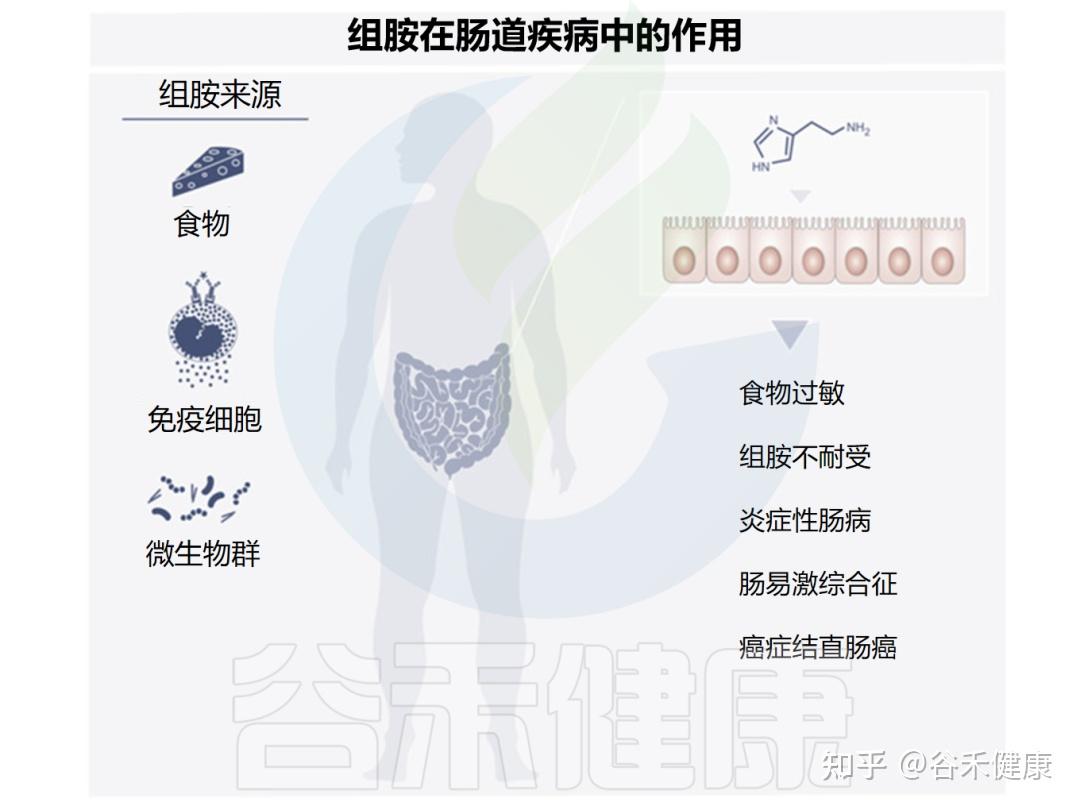 过敏反应的重要介质——组胺与免疫及肠道疾病 - 知乎