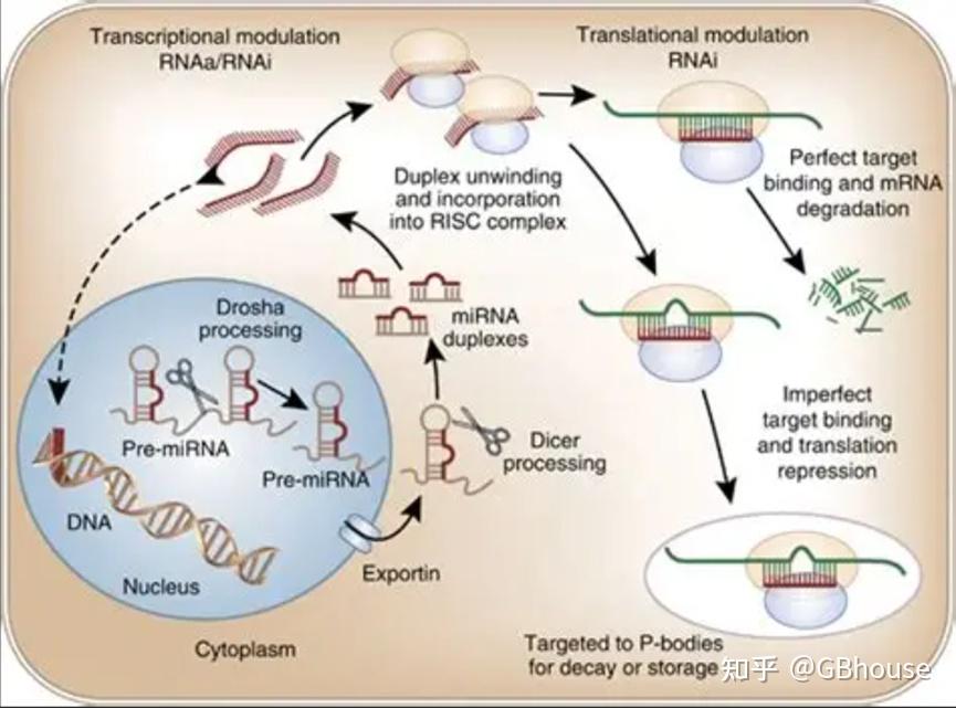 常见16 种 RNA 结构及其功能介绍，为什么你的研究是某一类特定RNA - 知乎