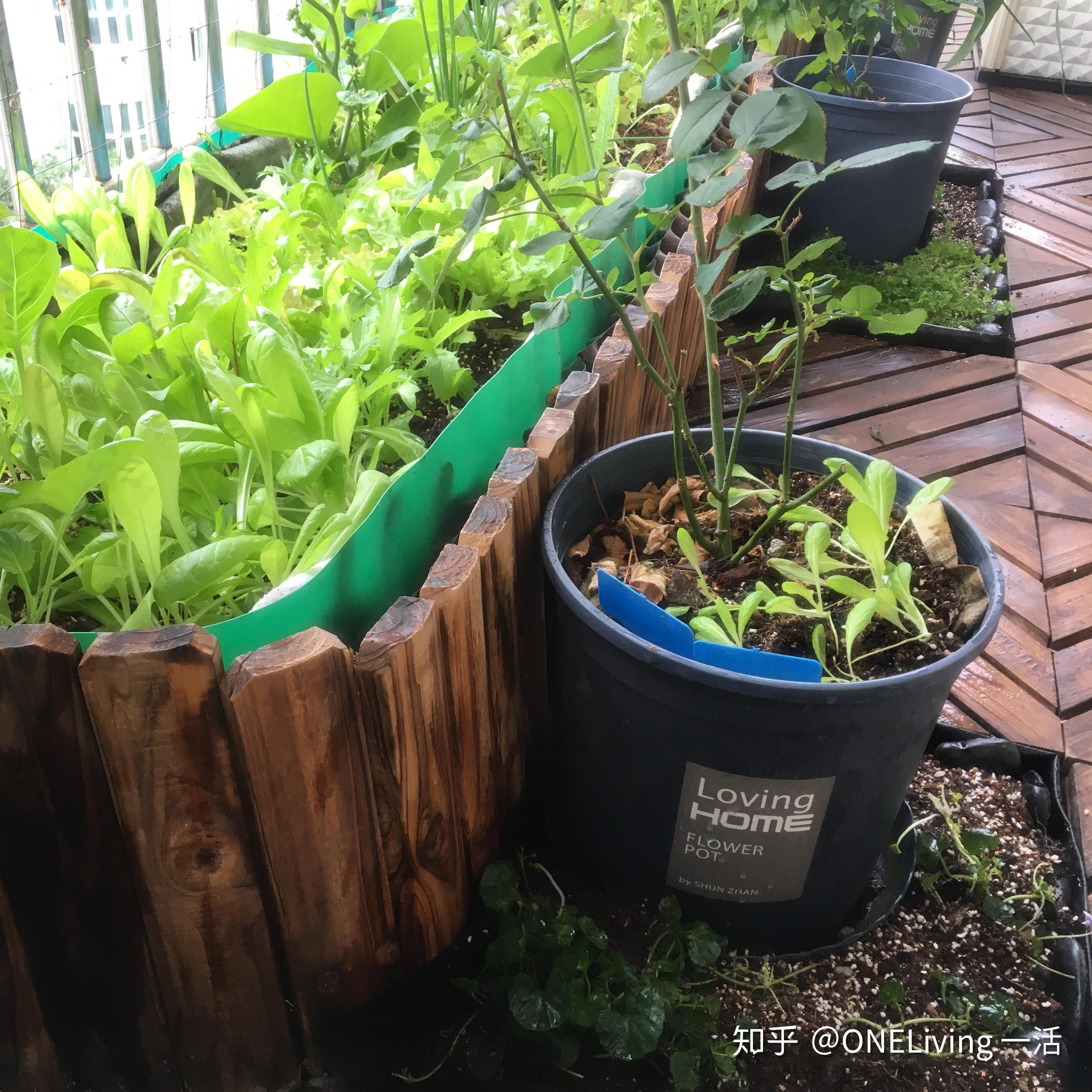 是森林也是食物乐园-朴门永续农艺