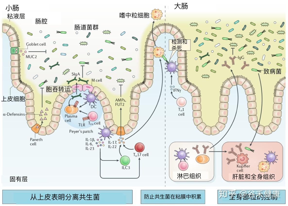 并限制可能引发不必要的炎症反应的渗透共生体的存在