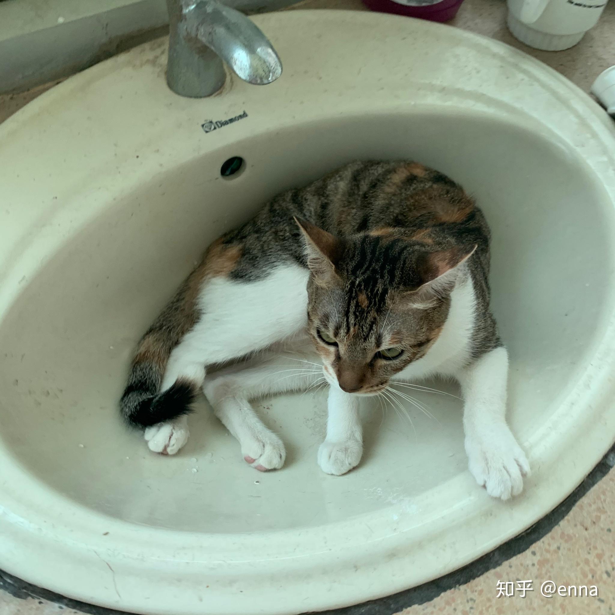 怎么定义三花猫 v2-9ea90cb64d64178712e87fbc52cd30ea_r.jpg