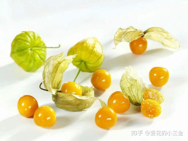 灯笼果：身价倍增的儿时野果 - 知乎