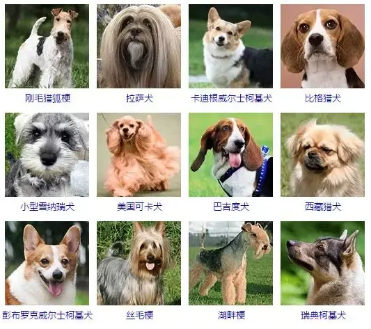 每日一宠:一篇文章让你了解狗的所有种类 - 知乎