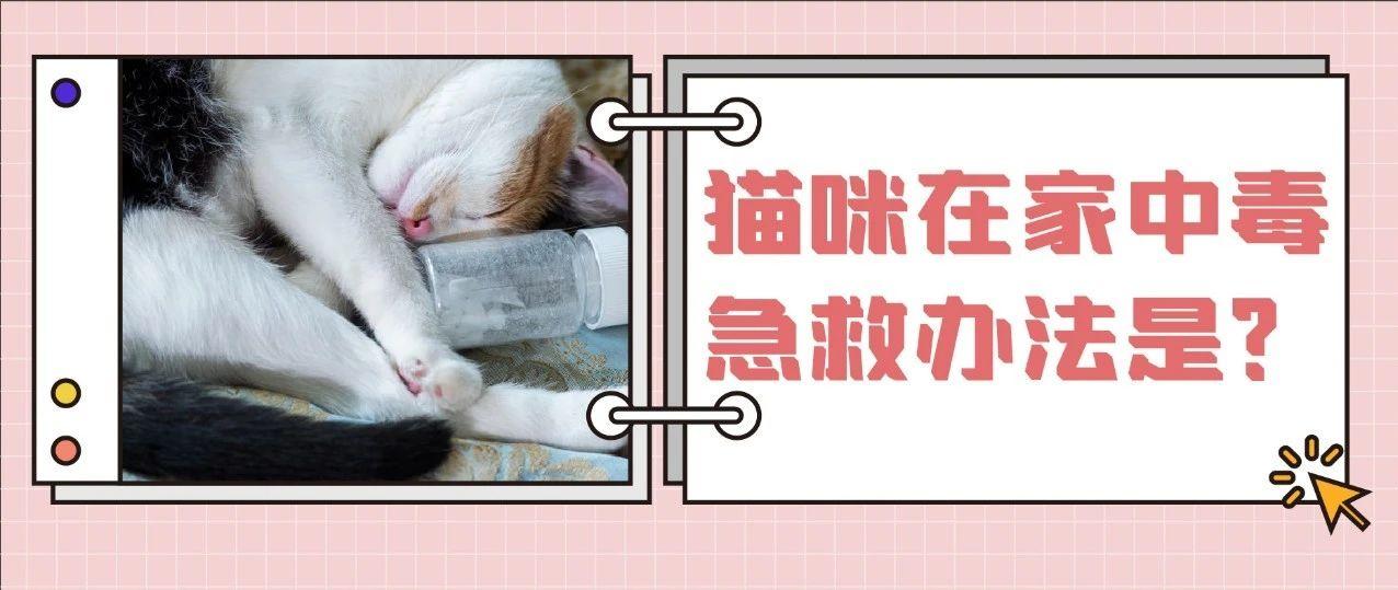 猫咪意外中毒怎么办 3个步骤一起拯救猫命 知乎