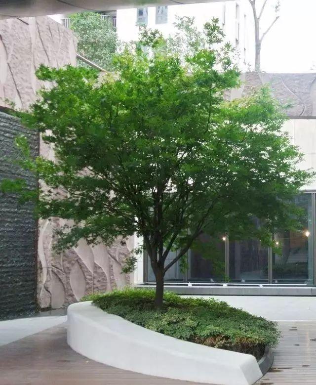 景观设计树池这样设计艺术感爆棚