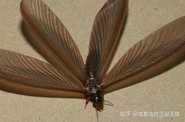 2黑翅土白蚁赤树白蚁为湿木栖性白蚁类型,不筑固定形状的巢居,仅在生