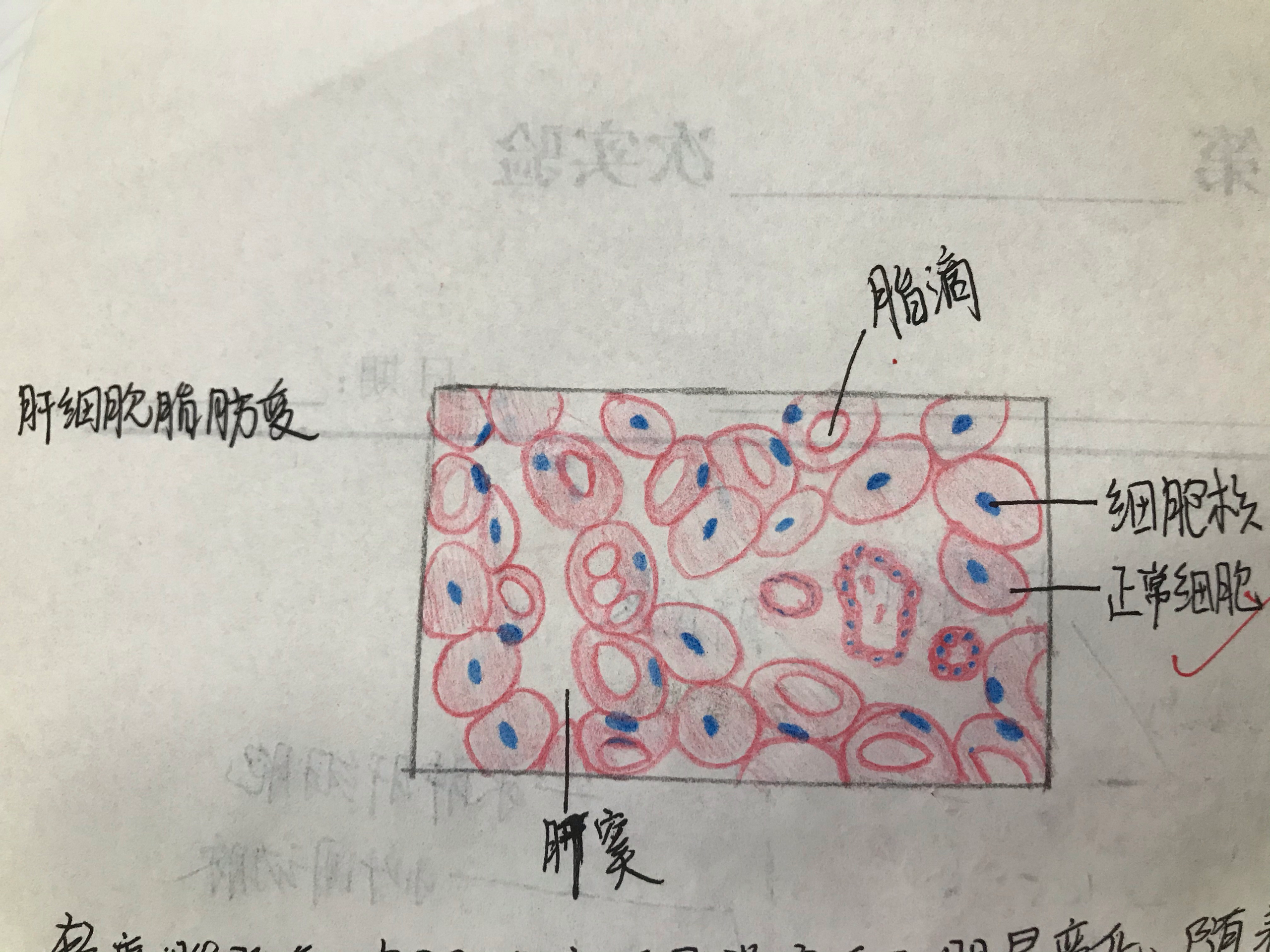五种炎细胞手绘图图片