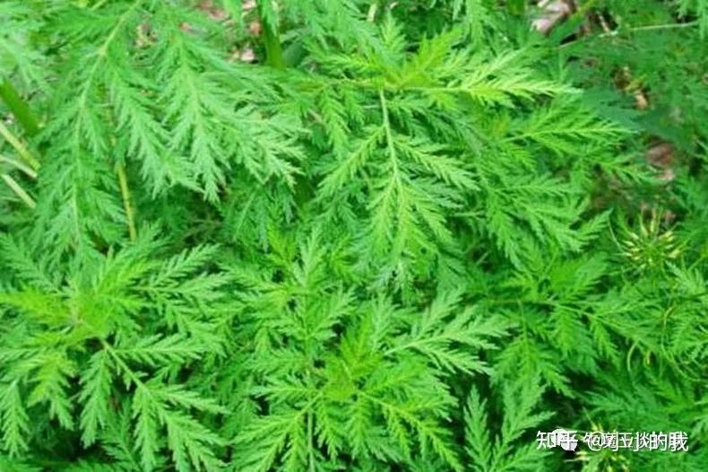 银屑病中草药四大天王--青蒿 - 知乎