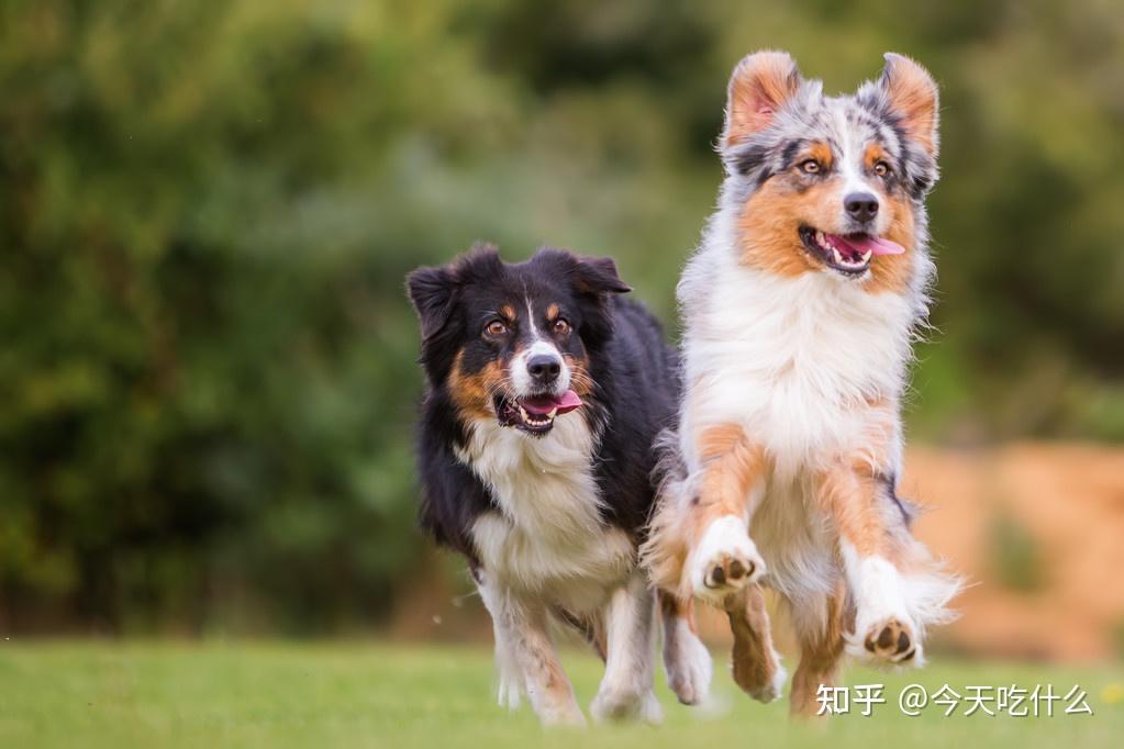 因為狗狗交配是需要連接在一起十幾分鍾到半個小時的,母狗在這個過程