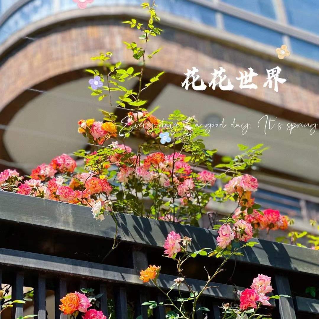 小骨要发财
