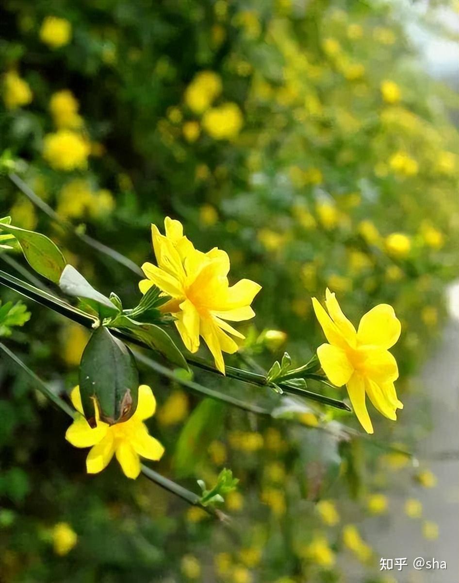 春风十里春花烂漫