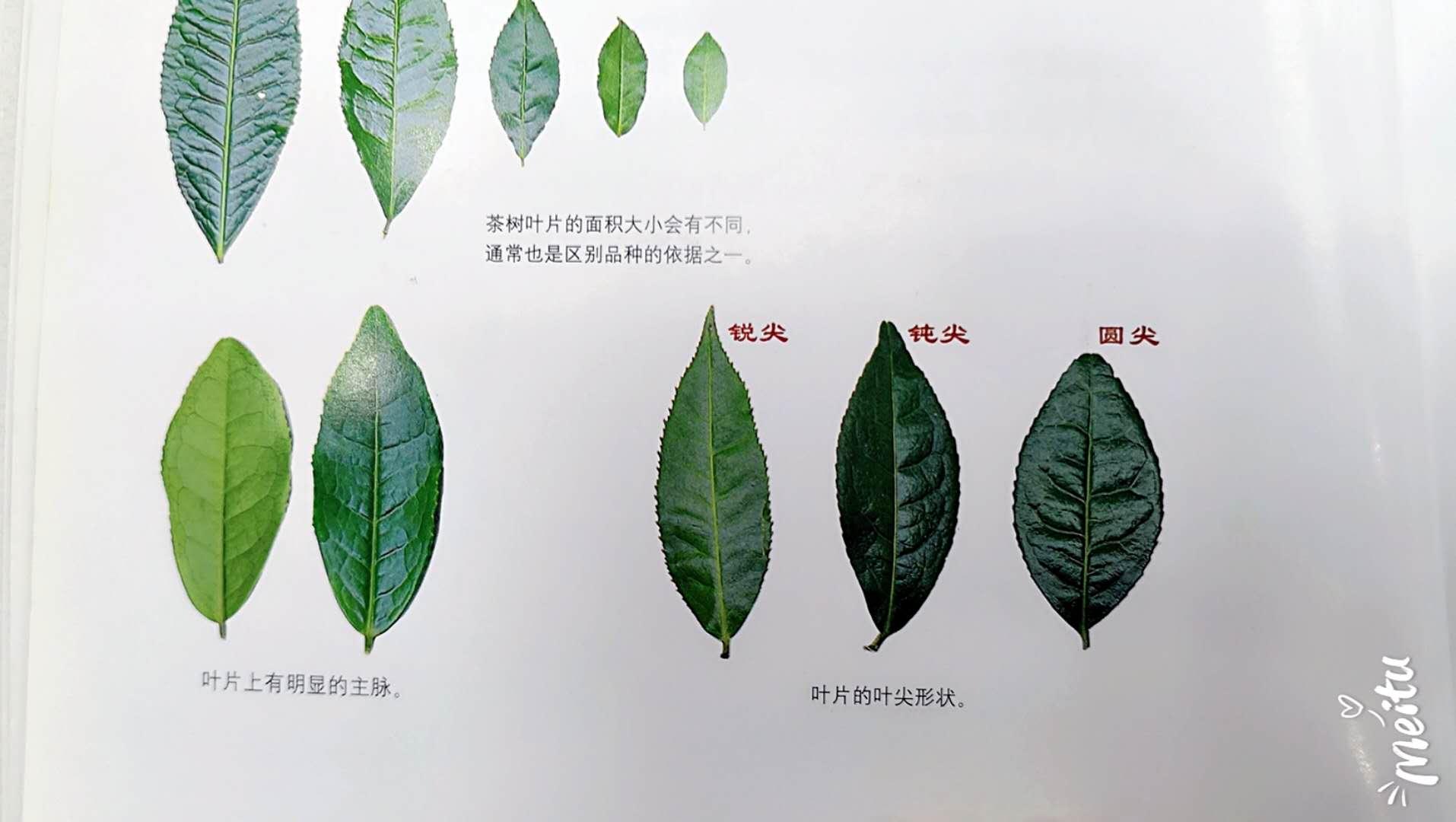 什么是茶树叶子?