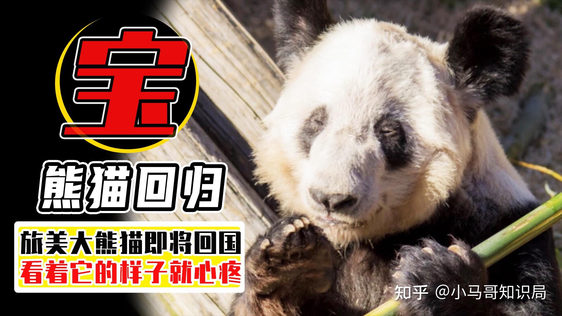旅美大熊猫“美香”迎来25岁生日_凤凰网视频_凤凰网