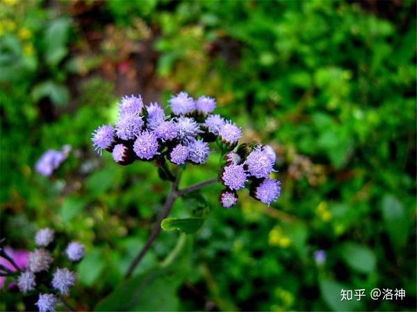 如何识别花卉品种 藿香蓟简介 图鉴 藿香蓟怎么读 爱缪网