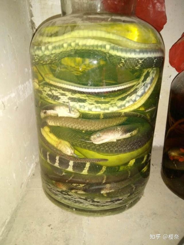 蛇酒(snake wine)是以烏梢蛇,銀環蛇,蝮蛇等毒蛇及青風藤,桂枝,附子等