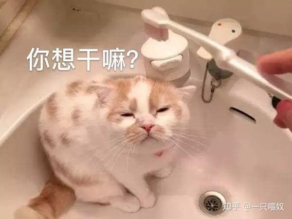 十年执业宠医 怎么治疗猫口炎 成功治疗经验分享 知乎