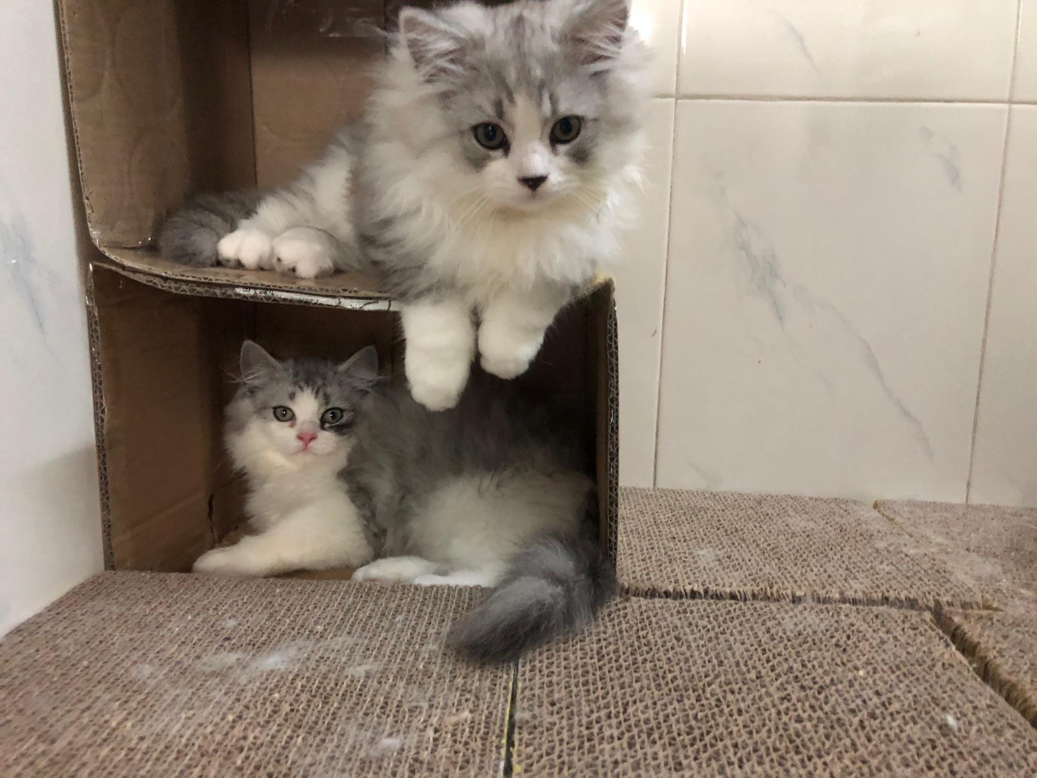 立耳猫长什么样 v2-9f0f53e0e473ea5d5e9bc65f861eafb2_r.jpg