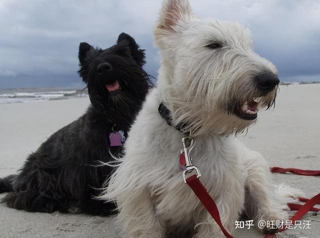 苏格兰爹利犬和雪纳瑞图片