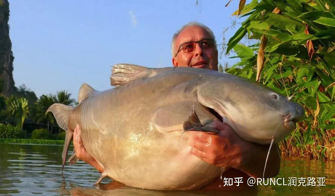 你可能从未见过的10种巨型淡水鱼 - 知乎