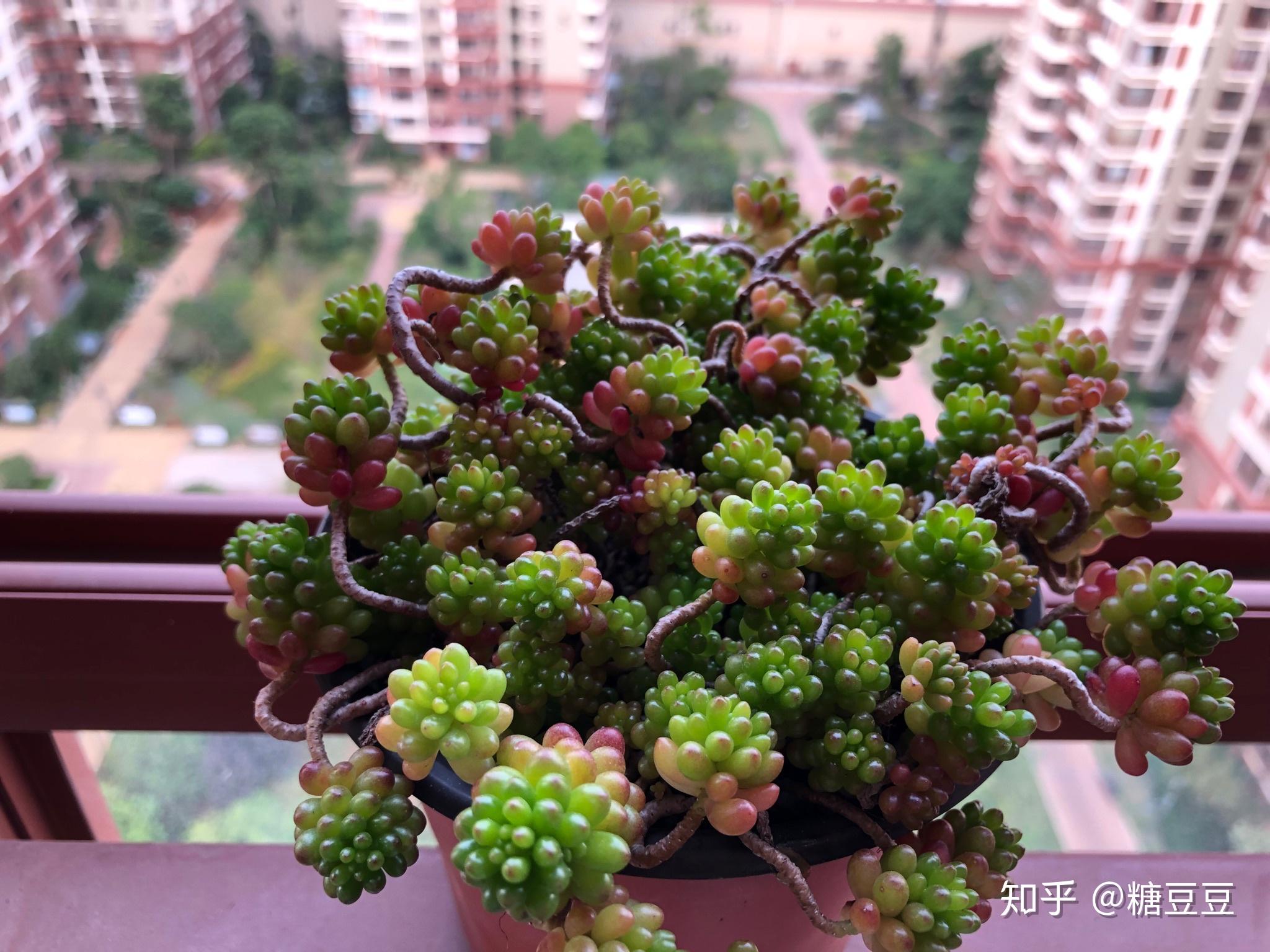 多肉虹之玉怎么处理