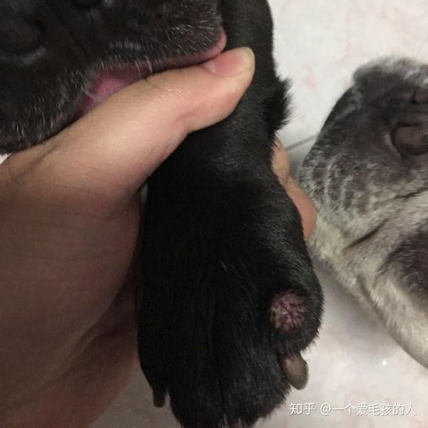 狗狗腿上起了红小肉瘤 狗狗趾间炎的症状图片 狗狗脚上长了个红疙瘩